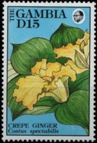 Crepe Ginger (Costus spectabilis)