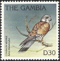 Common Kestrel (Falco tinnunculus)