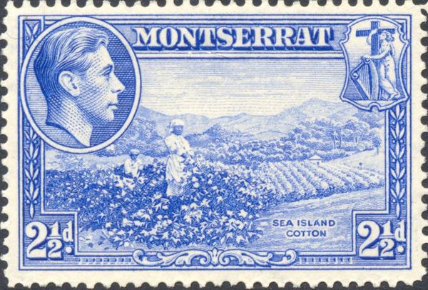 Sea Island Cotton