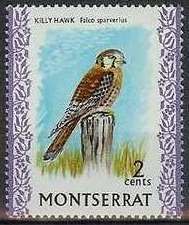 Killy Hawk (Falco sparverius)