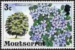 Lignum Vitae (Guaiacum officinale)