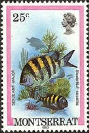 Sergeant Major (Abudefduf saxatilis)