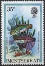 Clown Wrasse (Halichoeres maculipinna)