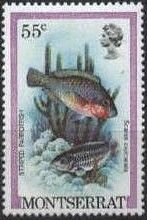 Striped Parrotfish