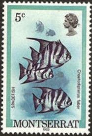 Cherubfish (Centropyge argi)