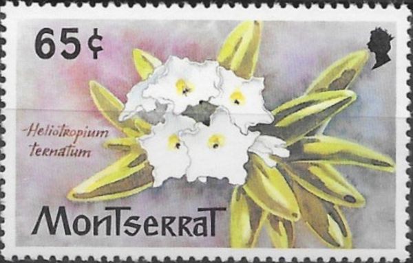 Boraginacrge (Heliotropium ternatum)