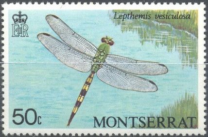 Lepthemis vesiculosa