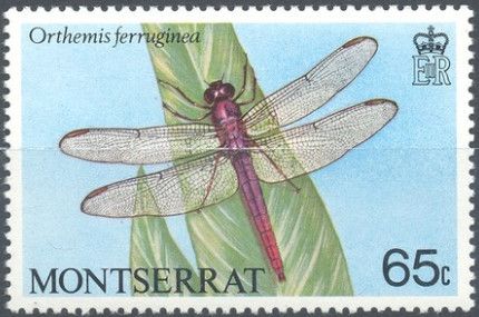 Orthemis ferruginea