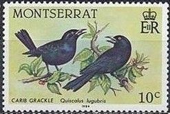 Carib Grackle (Quiscalus lugubris)