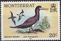 Brown Booby (Sula leucogaster)