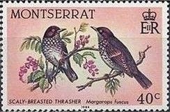 Scaly-breasted Thrasher (Margarops fuscus)