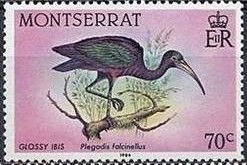 Glossy Ibis (Plegadis falcinellus)
