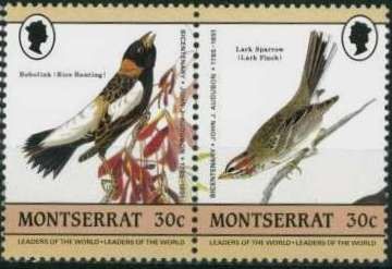 Bobolink (Dolichonyx oryzivorus)