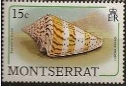 Sozoni's Cone (Conus sozoni)