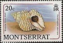 Globular Coral Shell (Coralliophila aberrans)