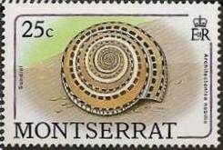 Common Sundial (Architectonica nobilis)