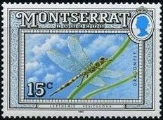 Great Pondhawk Dragonfly (Erythemis vesiculosa)