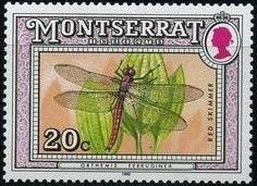 Red Skimmer (Orthemis ferruginea)