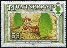 Texas Leaf-cutter Ants (Atta texana)