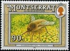 Bee Fly (Sparmopolius fulvus)