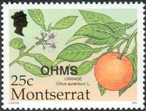 Orange (Citrus aurantium)