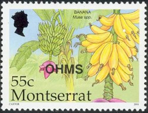 Banana (Musa spp.)