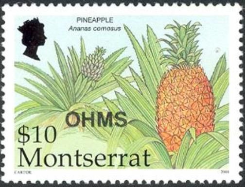 Pineapple (Ananas comosus)