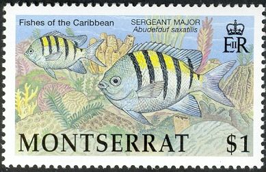 Sergeant Major (Abudefduf saxatilis)