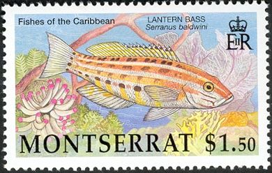 Lantern Bass (Serranus baldwini)