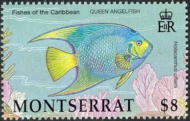 Queen Angelfish (Holacanthus ciliaris)