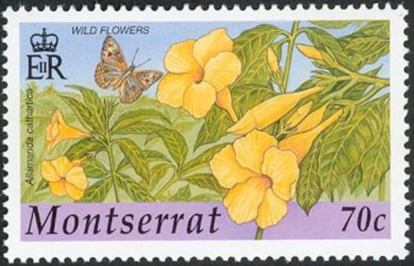 Yellow Allamanda (Allamanda cathartica)