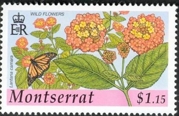 Wild Sage (Lantana camara)
