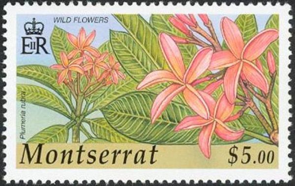 Red Frangipani (Plumeria rubra)