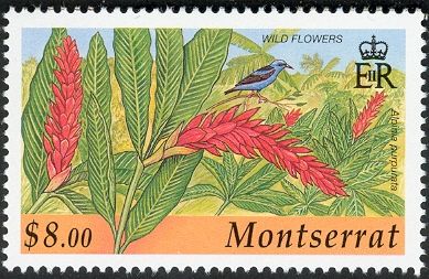 Red Ginger (Alpinia purpurata)