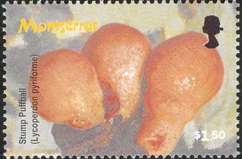 Stump Puffball (Lycoperdon pyriforme)