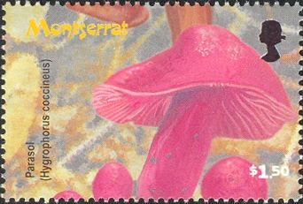 Parasol (Hygrophorus coccineus)