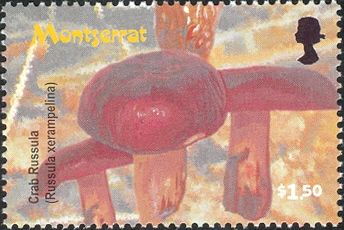 Crab Russula (Russula xerampelina)