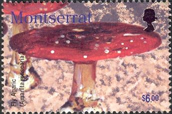 Fly agaric (Amanita muscaria)