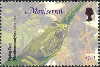 Piping Frog (Eleutherodactylus johnstone