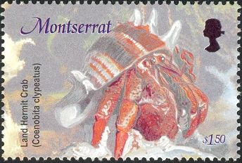 Land Hermit Crab (Coenobita clypeatus)