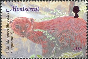 Small Indian Mongoose (Herpestes auropunctatus)