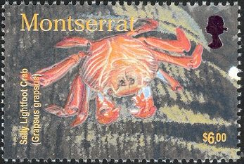 Sally Lightfoot Crab (Grapsus grapsus)
