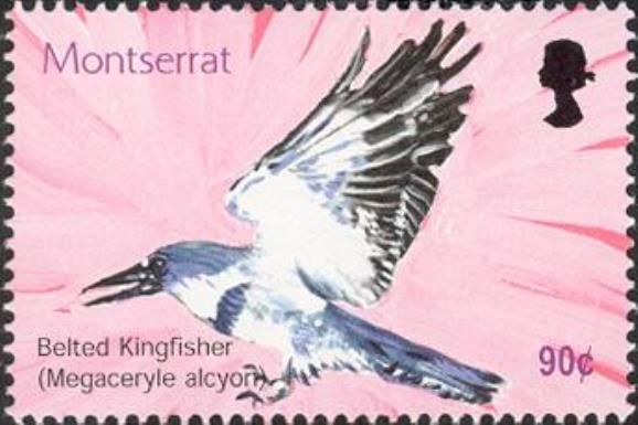 Belted Kingfisher (Megaceryle alcyon)