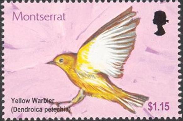 Yellow Warbler (Dendroica petechia)
