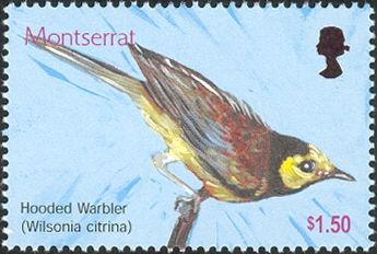 Hooded Warbler (Wilsonia citrina)