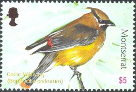 Cedar Waxwing (Bombycilla cedrorum)