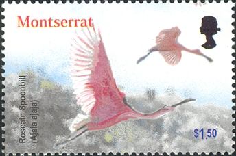 Roseate spoonbill (Ajaia ajaja)