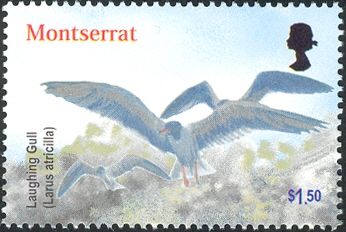 Laughing Gull (Larus atricilla)