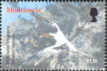 White-tailed Tropicbird (Phaethon lepturus)