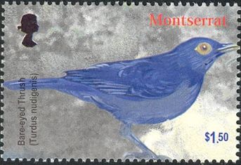 Bare-eyed Thrush (Turdus nudigenis)